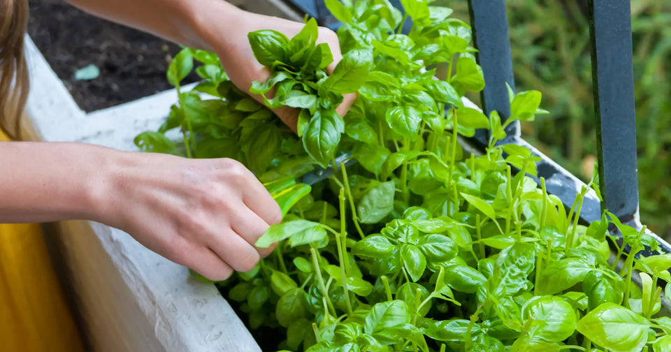 Health Beneficial Herbs you Can Grow at Home
